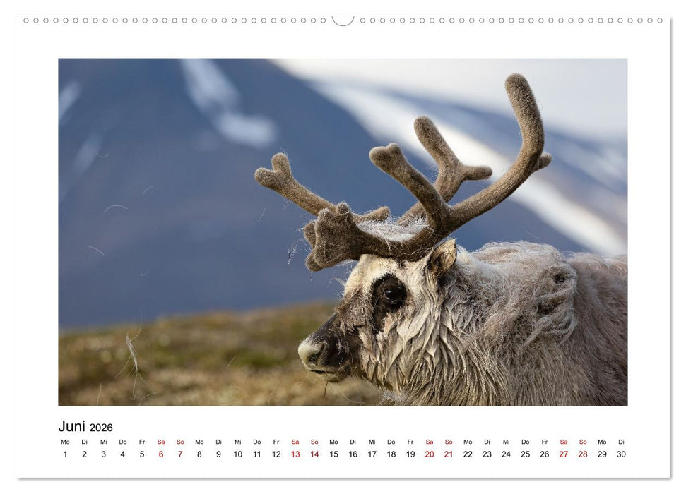 Spitzbergen und der Polarkreis (CALVENDO Wandkalender 2026)