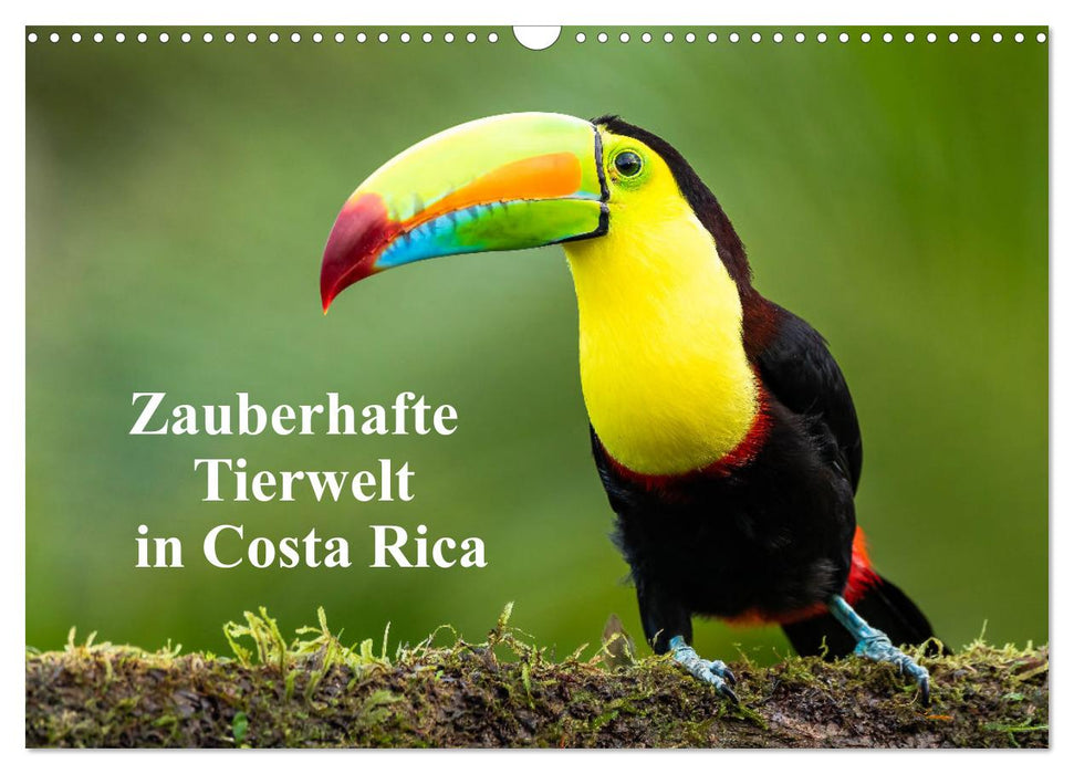 Zauberhaft Tierwelt in Costa Rica (CALVENDO Wandkalender 2026)