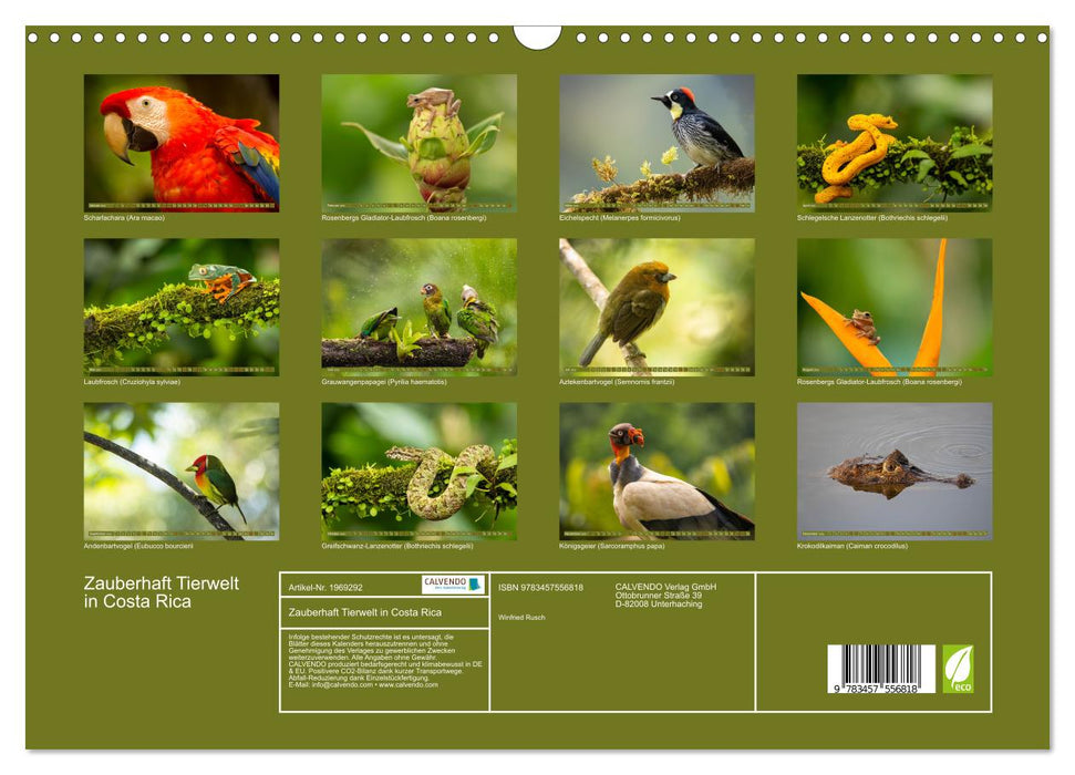 Zauberhaft Tierwelt in Costa Rica (CALVENDO Wandkalender 2026)
