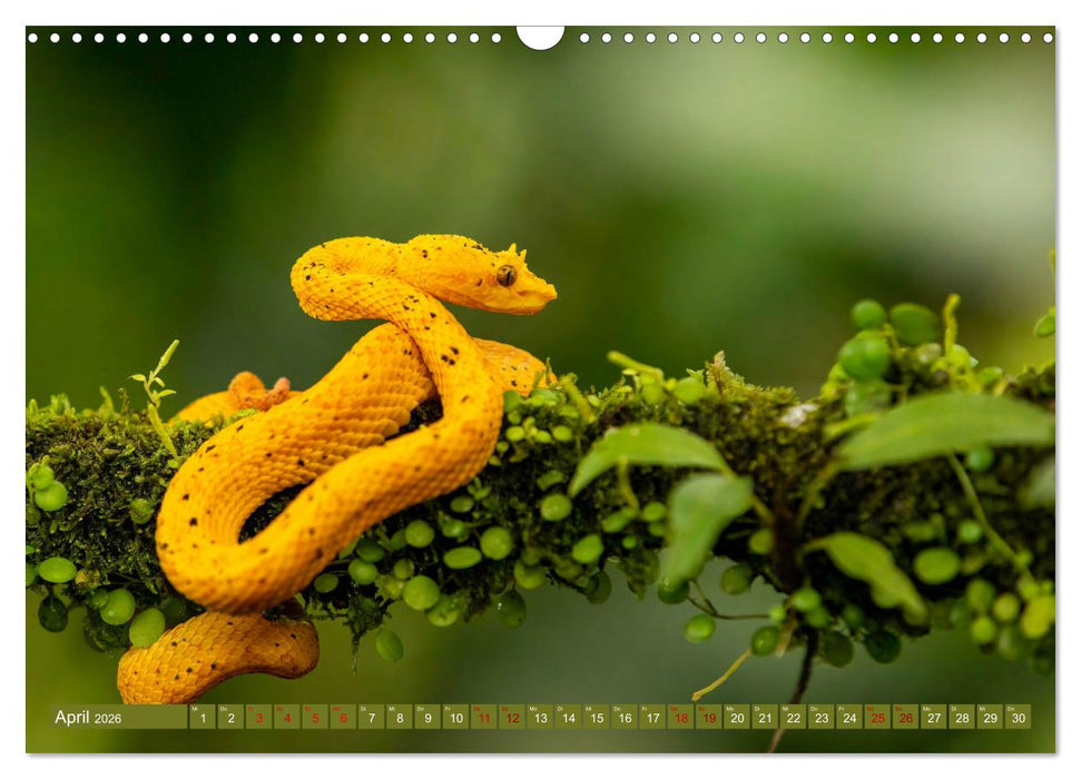 Zauberhaft Tierwelt in Costa Rica (CALVENDO Wandkalender 2026)