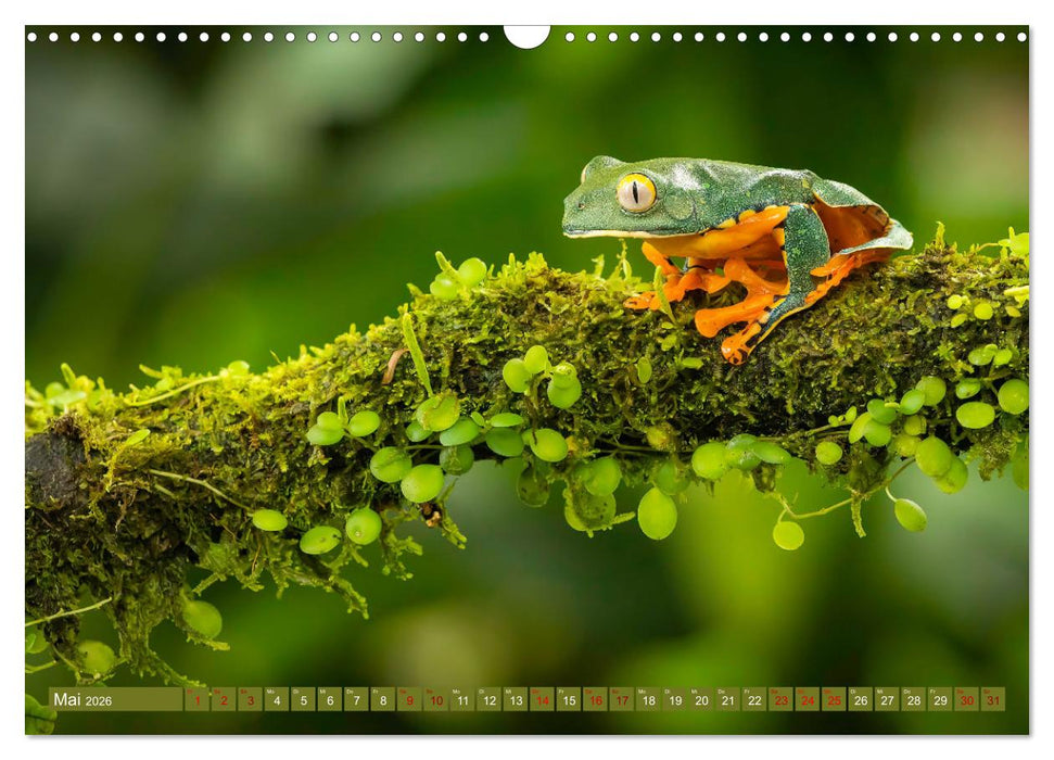 Zauberhaft Tierwelt in Costa Rica (CALVENDO Wandkalender 2026)