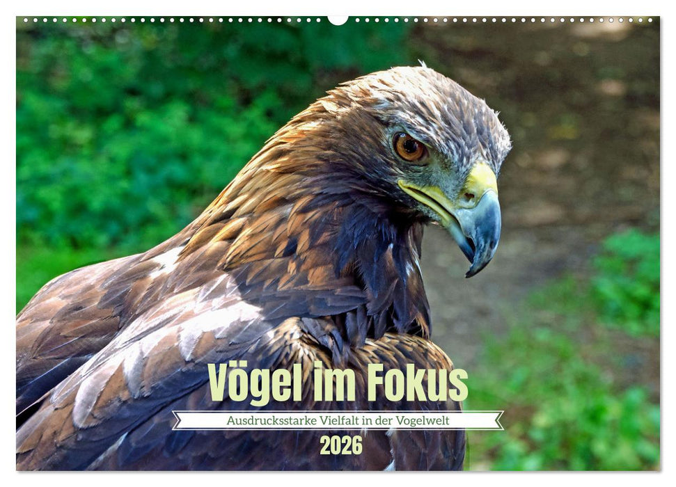 Vögel im Fokus - Ausdrucksstarke Vielfalt in der Vogelwelt (CALVENDO Wandkalender 2026)