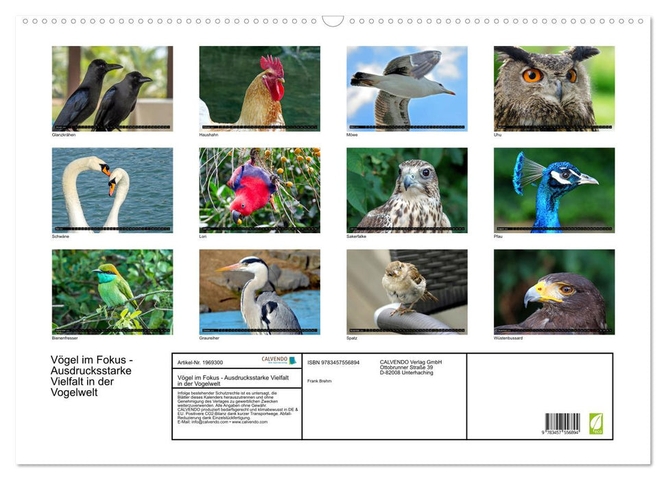 Vögel im Fokus - Ausdrucksstarke Vielfalt in der Vogelwelt (CALVENDO Wandkalender 2026)