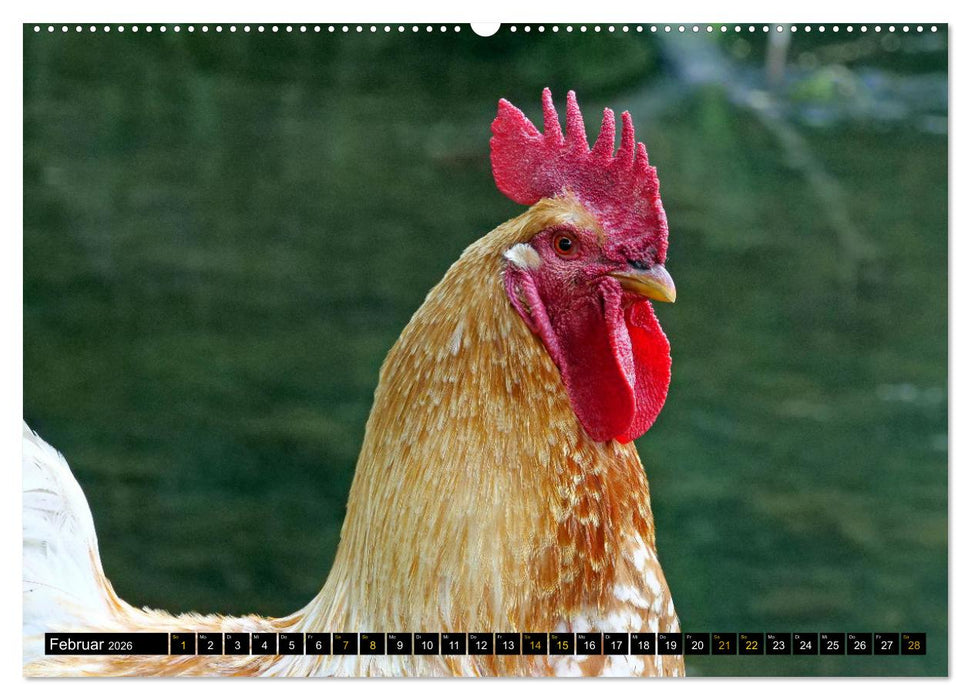 Vögel im Fokus - Ausdrucksstarke Vielfalt in der Vogelwelt (CALVENDO Wandkalender 2026)