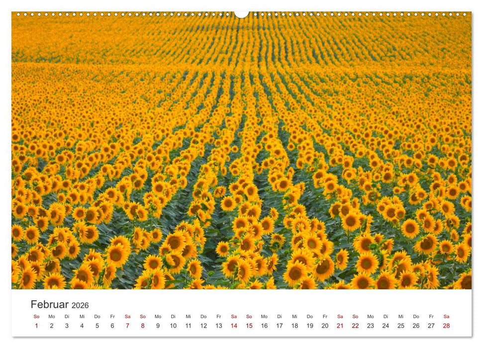 Sonnenblumen - Erstrahlen im freundlichen Gelb. (CALVENDO Wandkalender 2026)