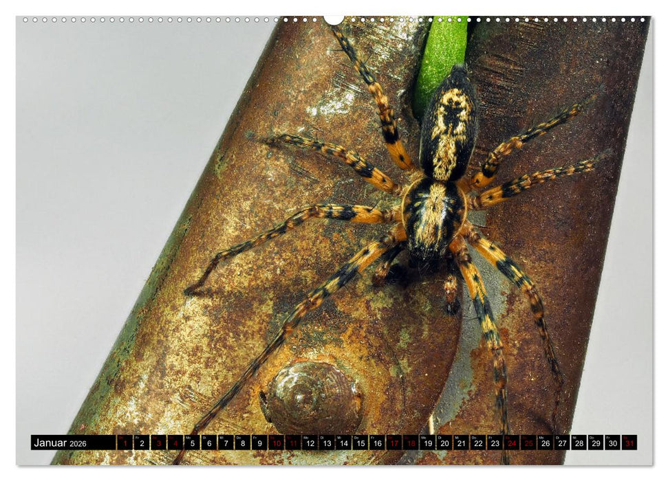 Jäger auf acht Beinen (CALVENDO Wandkalender 2026)