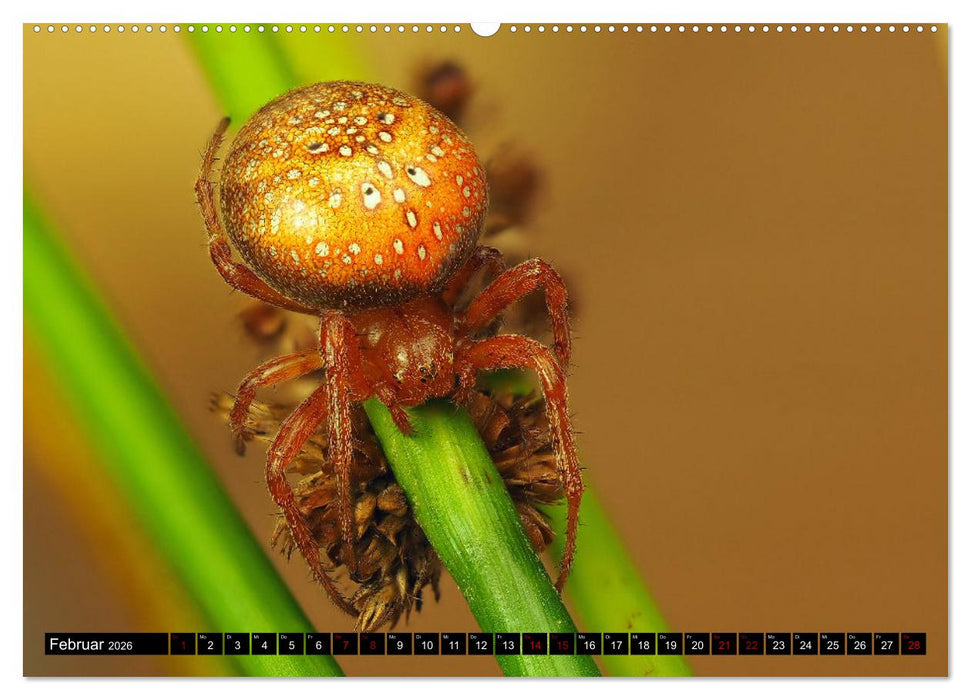 Jäger auf acht Beinen (CALVENDO Wandkalender 2026)