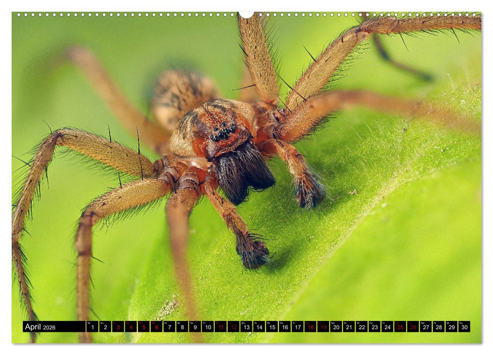 Jäger auf acht Beinen (CALVENDO Wandkalender 2026)