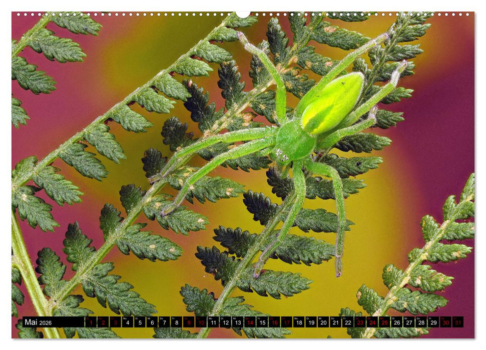 Jäger auf acht Beinen (CALVENDO Wandkalender 2026)