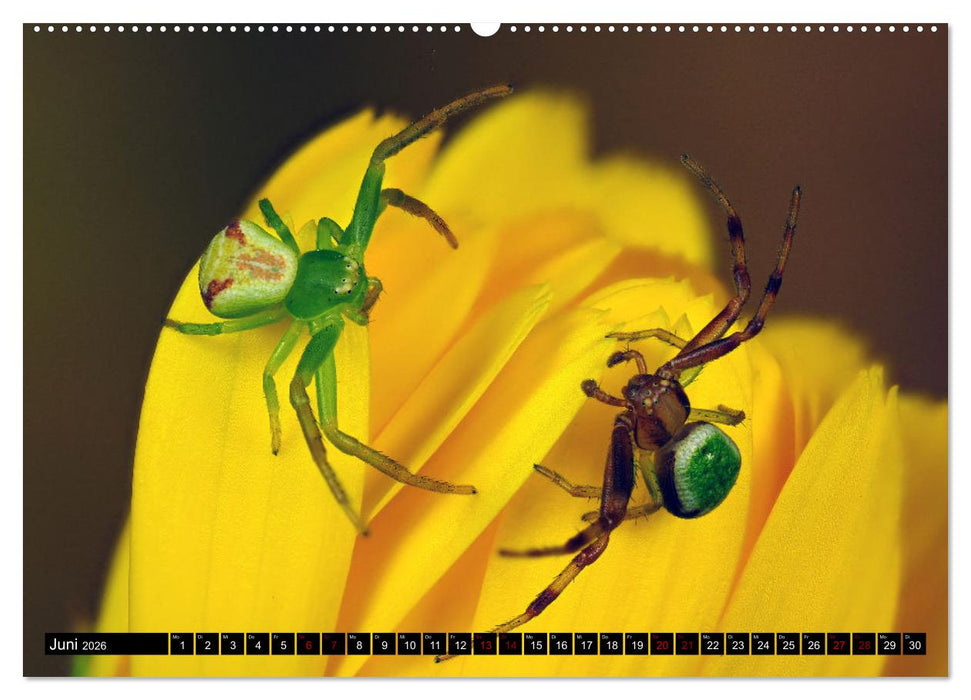 Jäger auf acht Beinen (CALVENDO Wandkalender 2026)