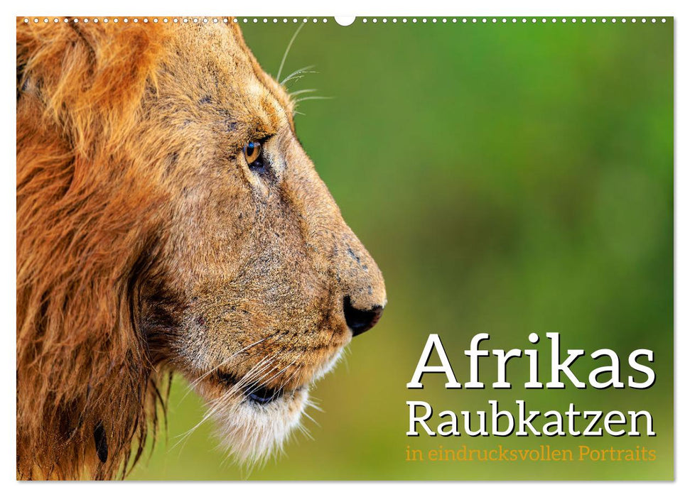 Afrikas Raubkatzen in eindrucksvollen Portraits (CALVENDO Wandkalender 2026)