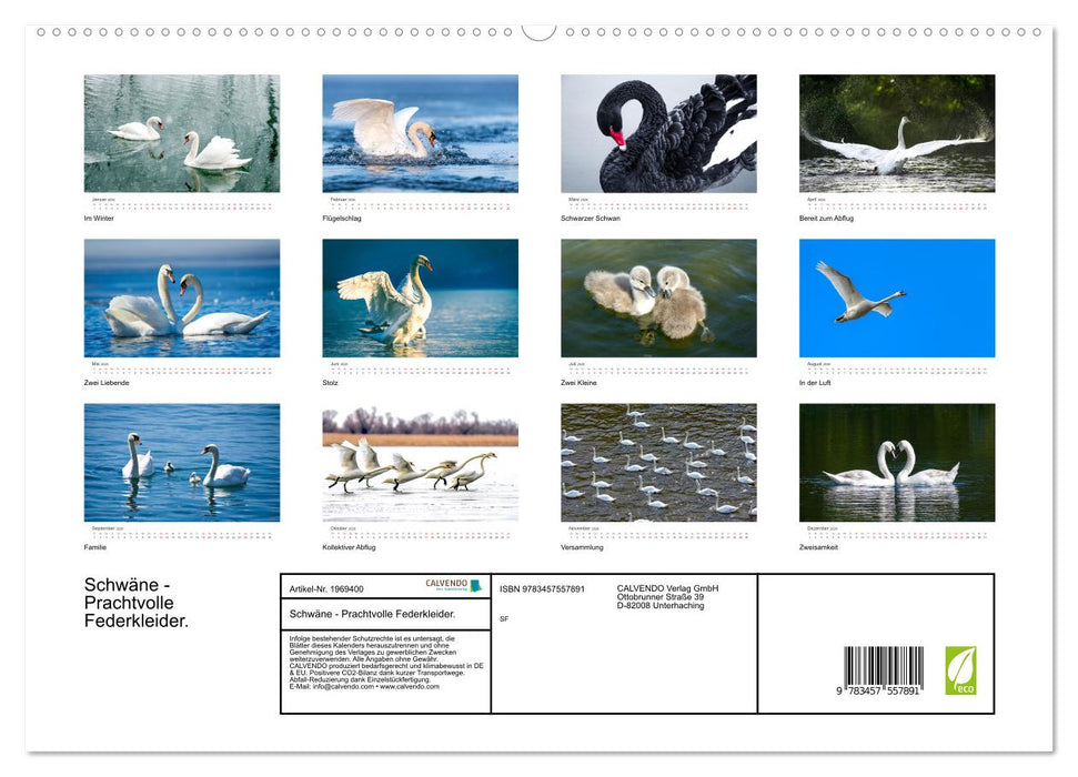 Schwäne - Prachtvolle Federkleider. (CALVENDO Premium Wandkalender 2026)