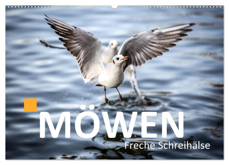 MÖWEN Freche Schreihälse (CALVENDO Wandkalender 2026)