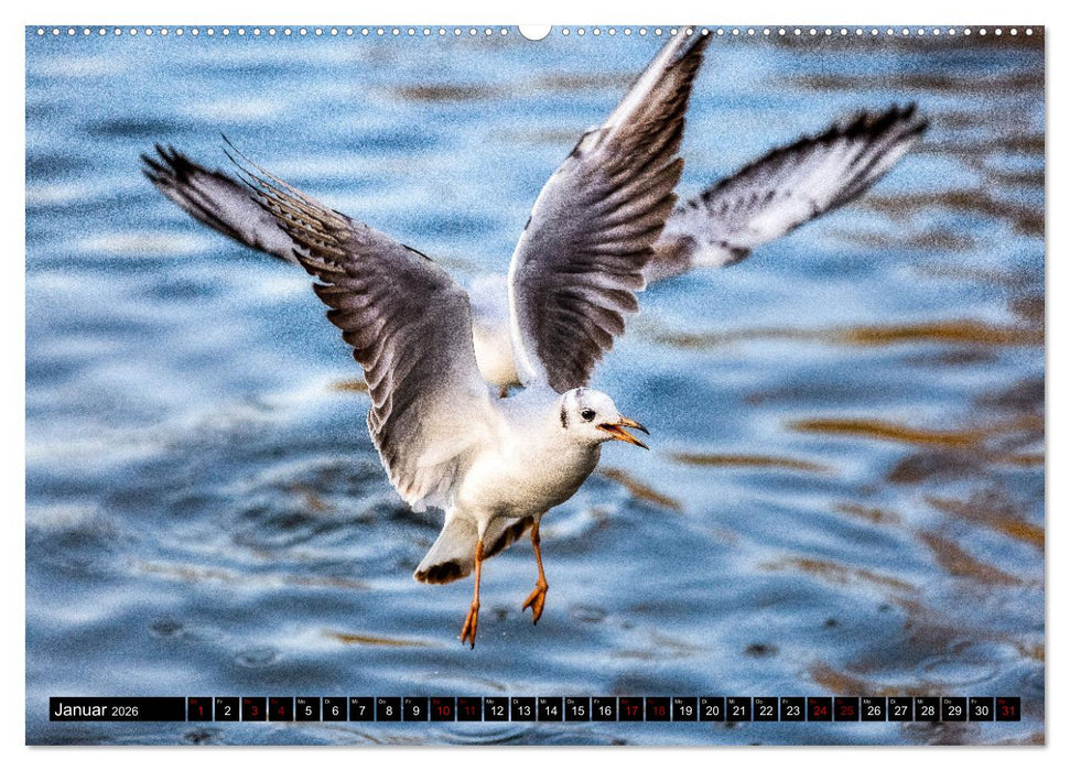 MÖWEN Freche Schreihälse (CALVENDO Wandkalender 2026)