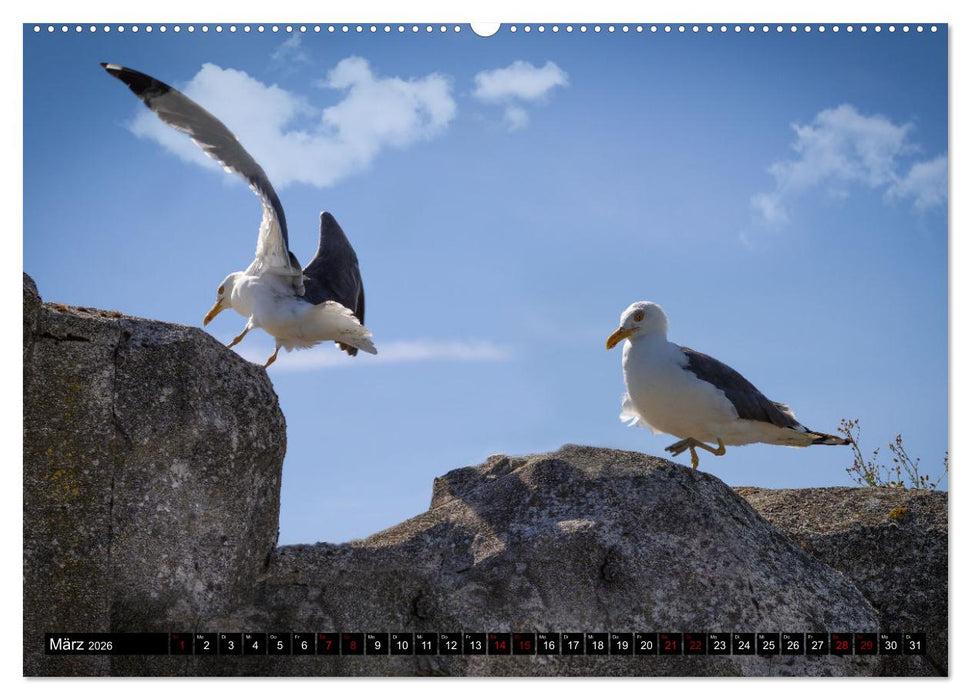 MÖWEN Freche Schreihälse (CALVENDO Wandkalender 2026)