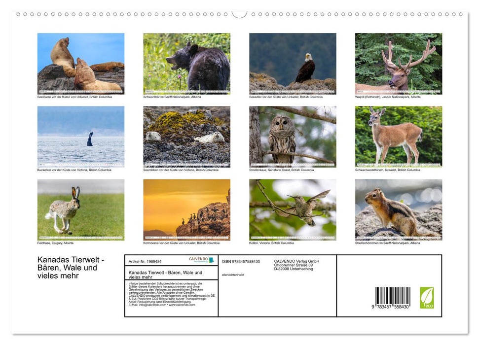 Kanadas Tierwelt - Bären, Wale und vieles mehr (CALVENDO Premium Wandkalender 2026)