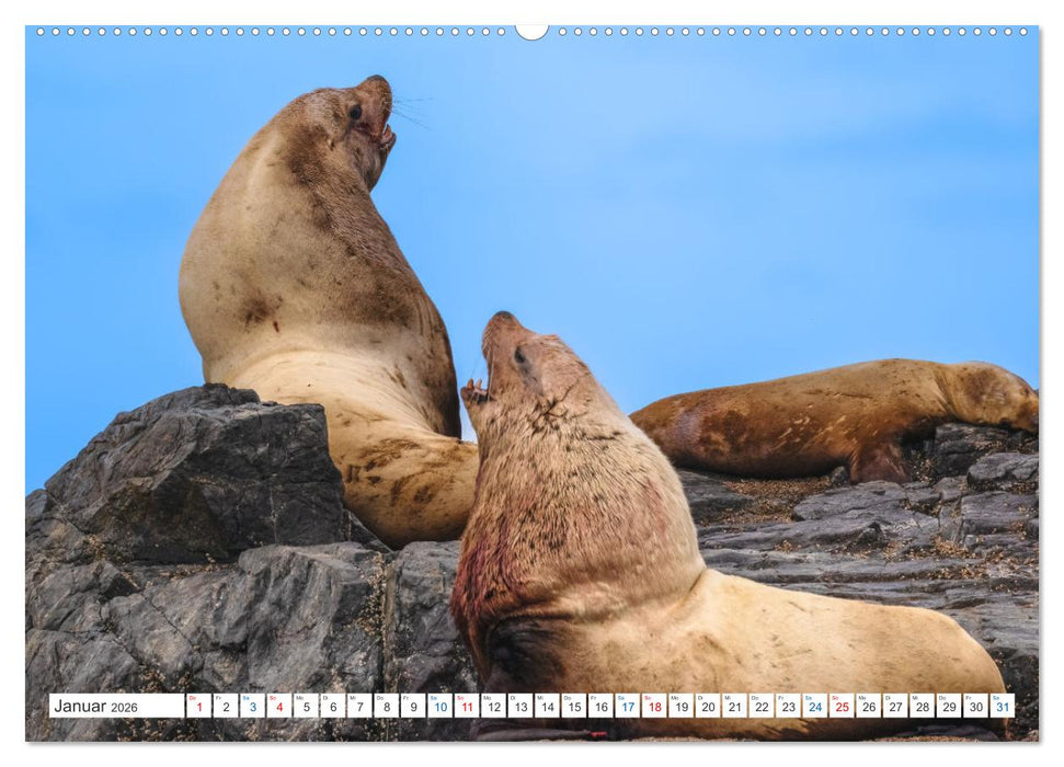 Kanadas Tierwelt - Bären, Wale und vieles mehr (CALVENDO Premium Wandkalender 2026)