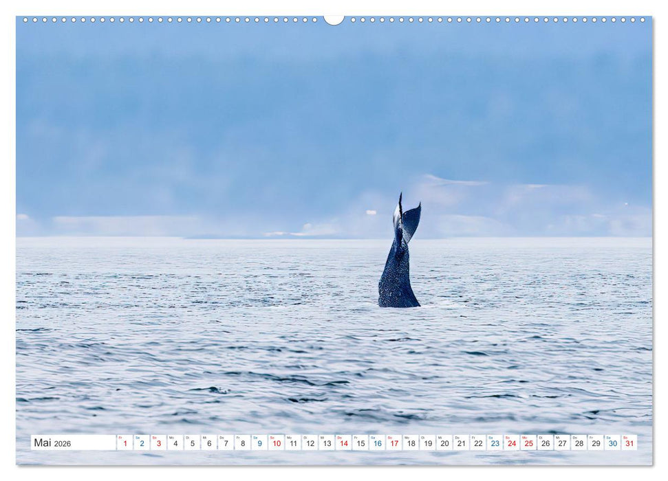 Kanadas Tierwelt - Bären, Wale und vieles mehr (CALVENDO Premium Wandkalender 2026)