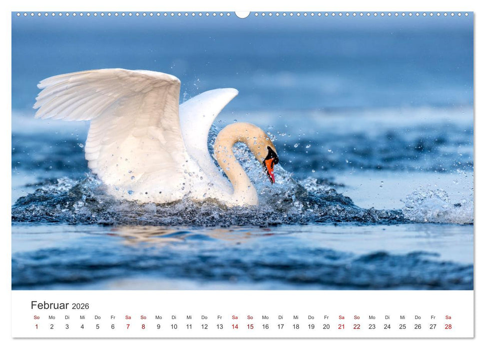 Schwäne - Prachtvolle Federkleider. (CALVENDO Wandkalender 2026)
