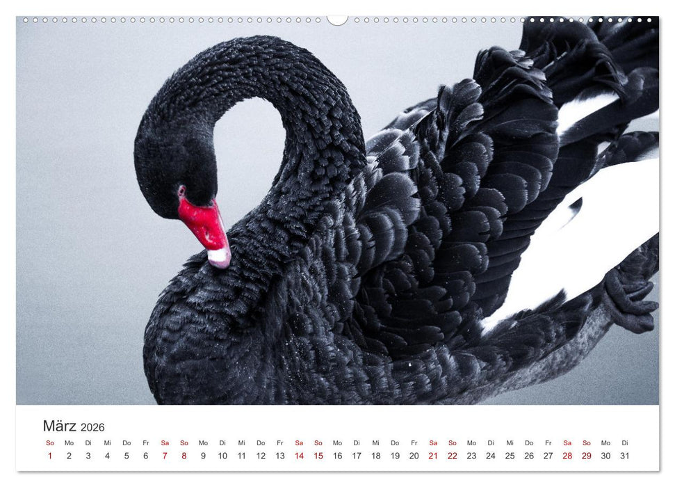 Schwäne - Prachtvolle Federkleider. (CALVENDO Wandkalender 2026)