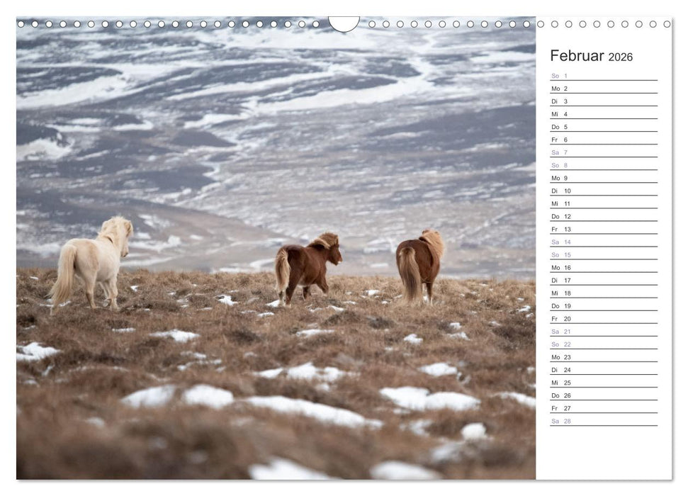 Islandpferde Kalender (CALVENDO Wandkalender 2026)
