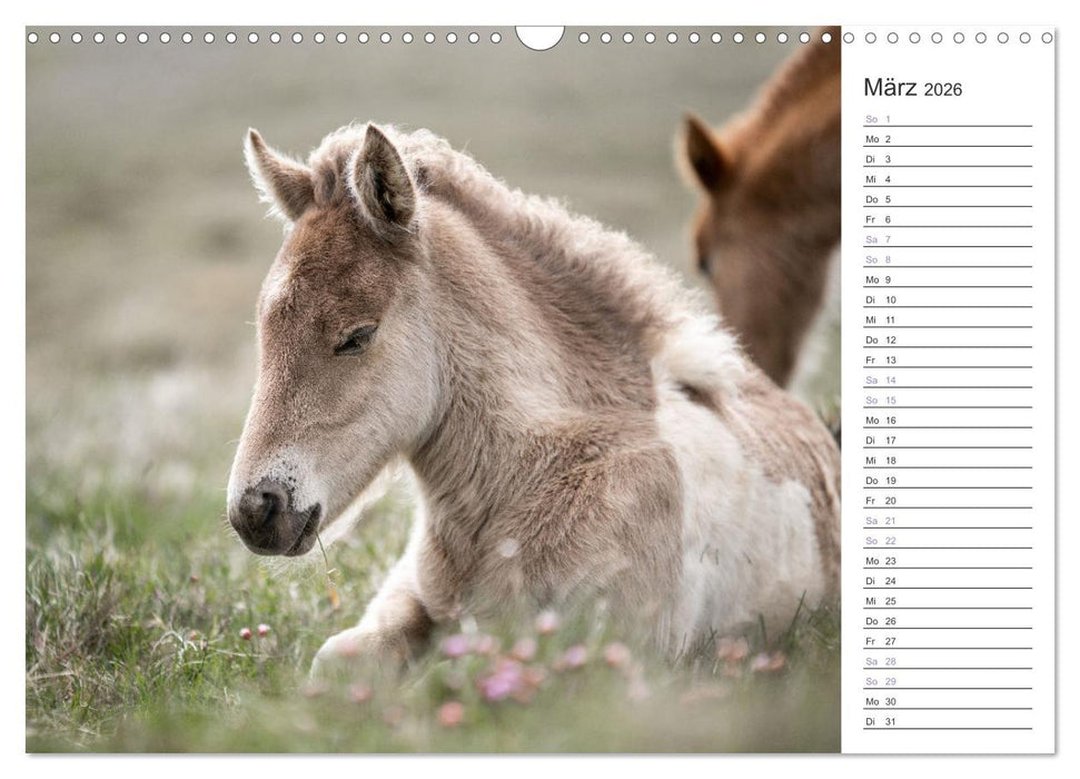 Islandpferde Kalender (CALVENDO Wandkalender 2026)