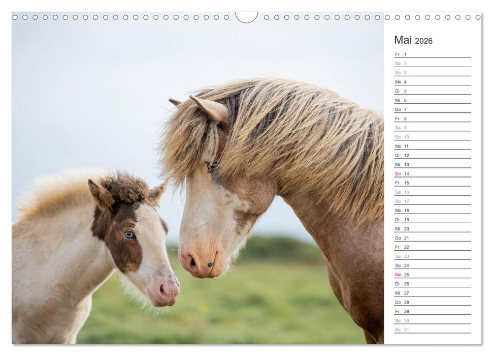 Islandpferde Kalender (CALVENDO Wandkalender 2026)