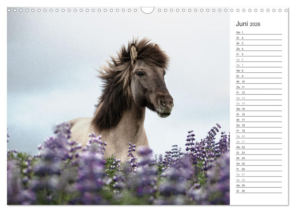 Islandpferde Kalender (CALVENDO Wandkalender 2026)