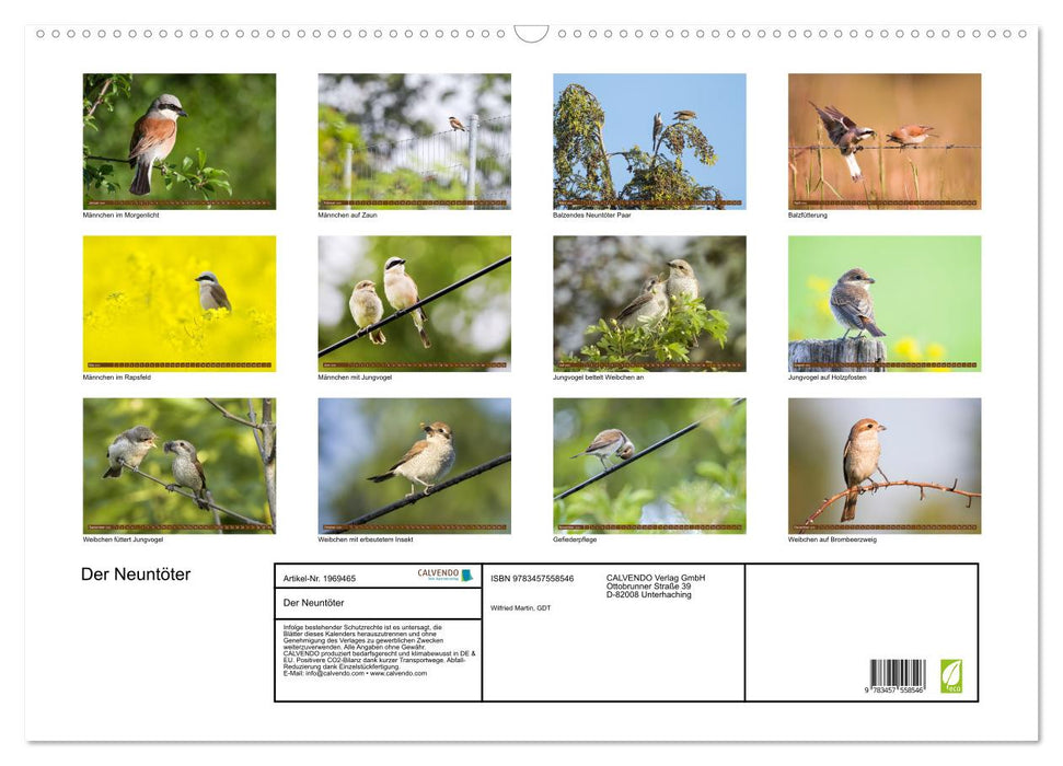 Der Neuntöter (CALVENDO Wandkalender 2026)