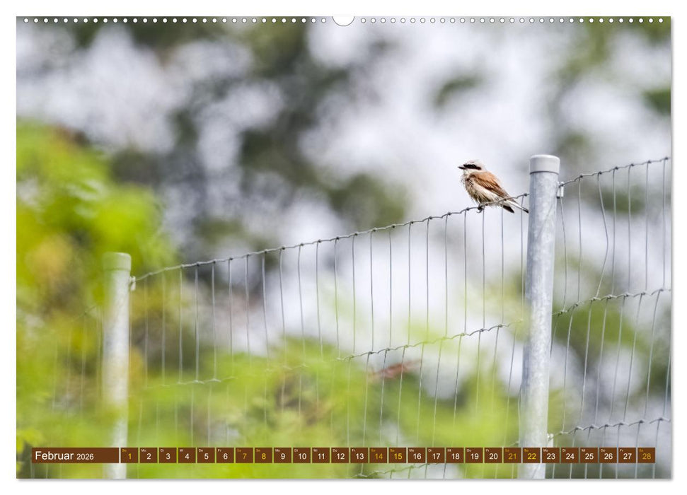 Der Neuntöter (CALVENDO Wandkalender 2026)