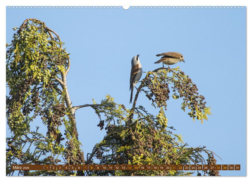 Der Neuntöter (CALVENDO Wandkalender 2026)