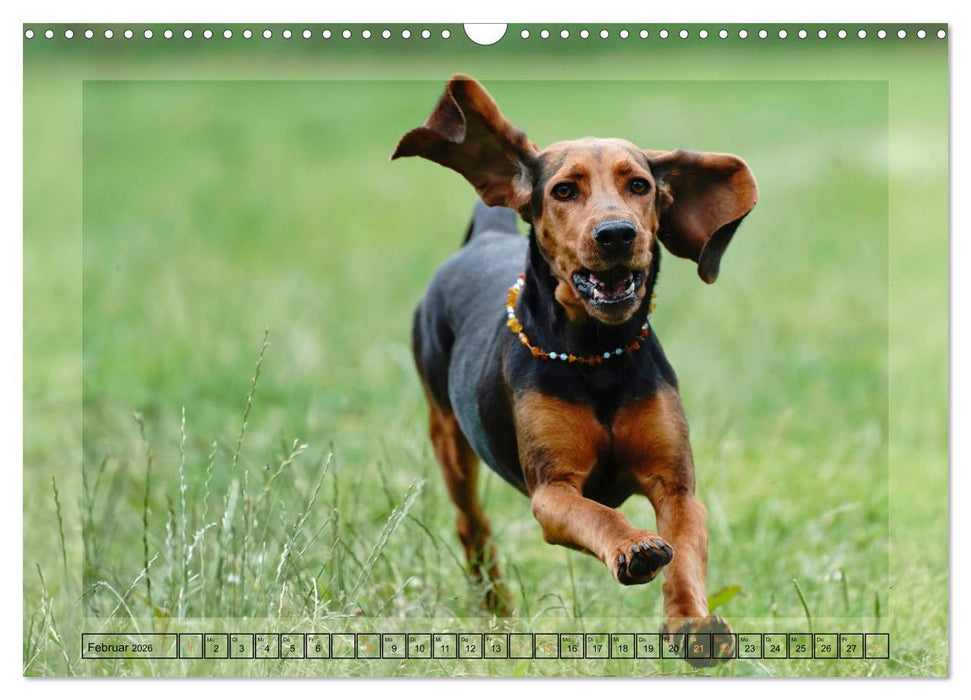 Hunde mit Spaß (CALVENDO Wandkalender 2026)