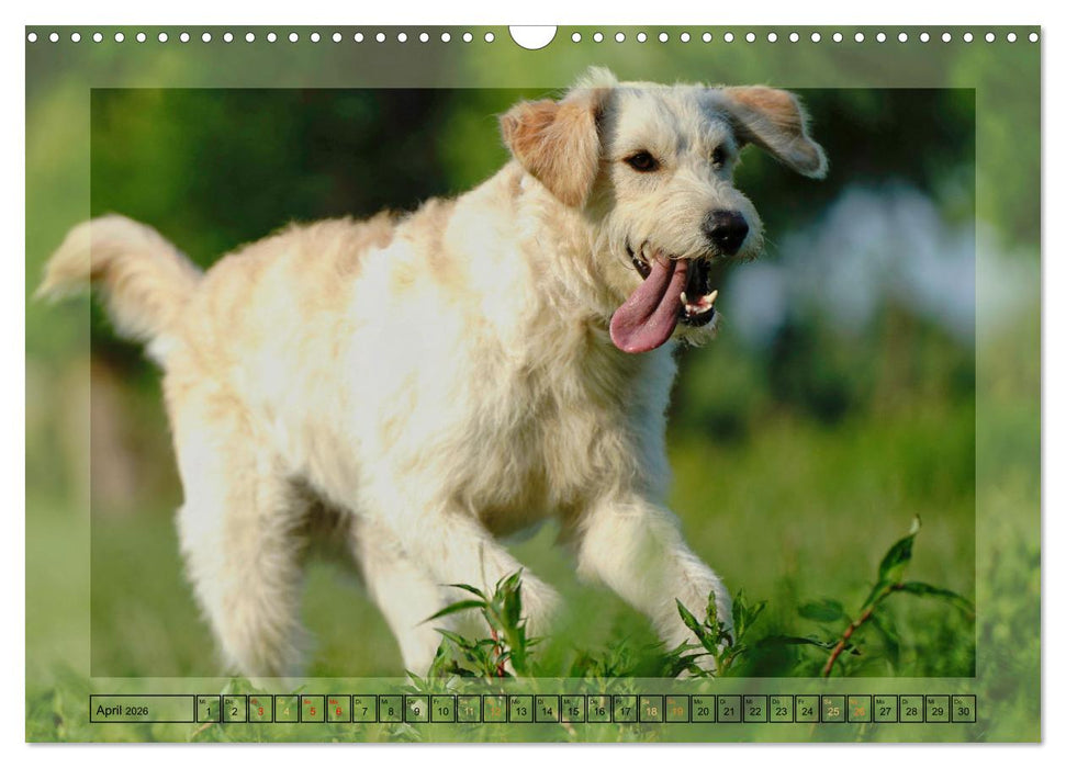 Hunde mit Spaß (CALVENDO Wandkalender 2026)