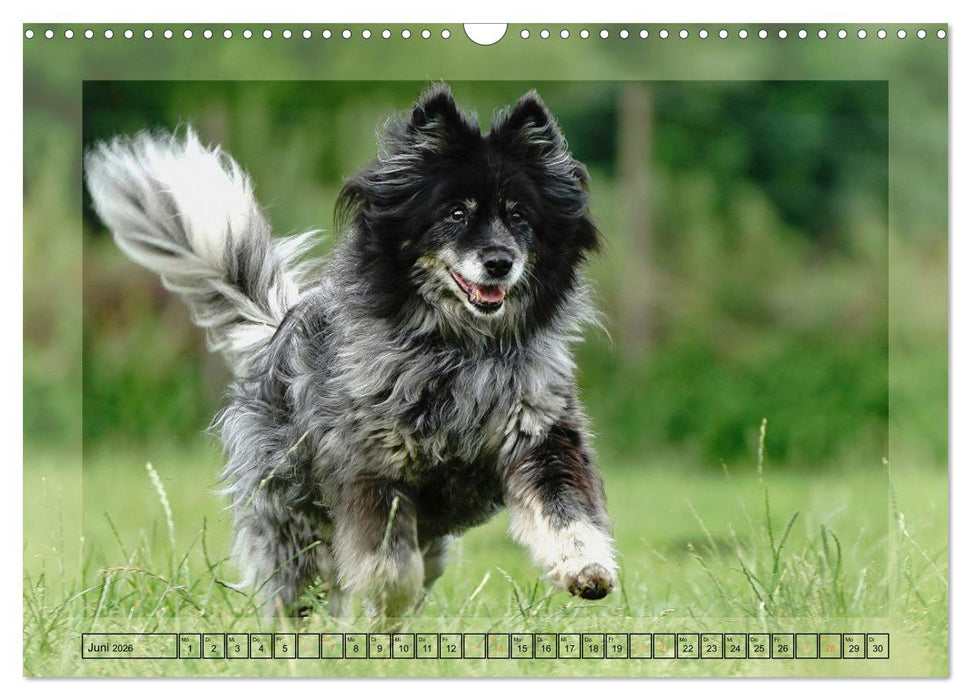Hunde mit Spaß (CALVENDO Wandkalender 2026)