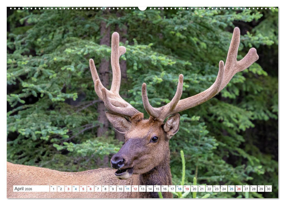 Kanadas Tierwelt - Bären, Wale und vieles mehr (CALVENDO Wandkalender 2026)
