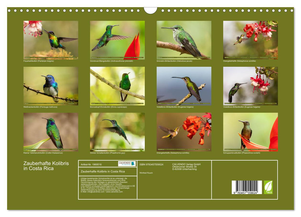 Zauberhafte Kolibris in Costa Rica (CALVENDO Wandkalender 2026)