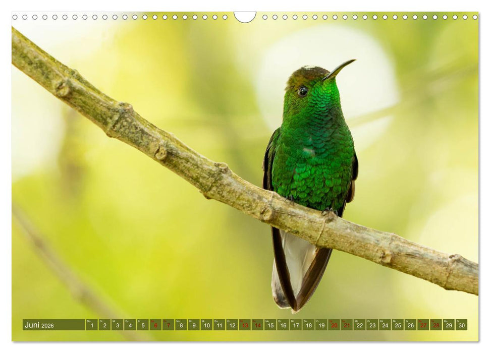 Zauberhafte Kolibris in Costa Rica (CALVENDO Wandkalender 2026)
