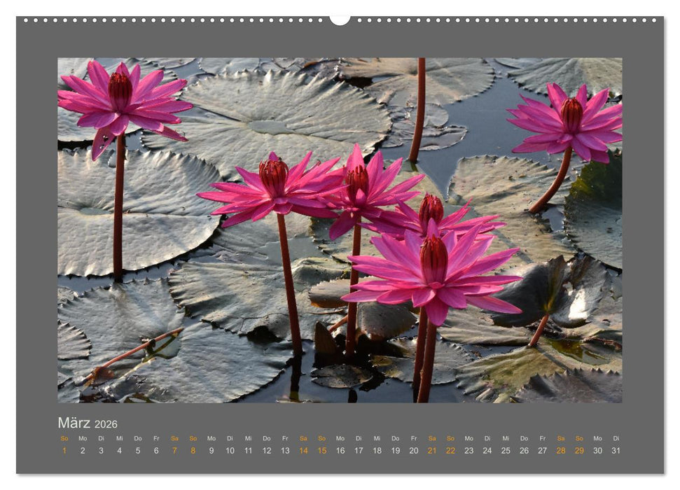 Das Jahr, das Dir das Glück bringt (CALVENDO Wandkalender 2026)