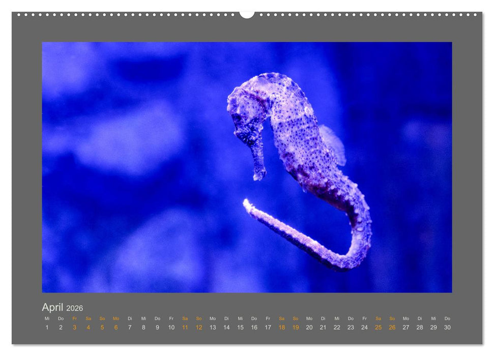 Das Jahr, das Dir das Glück bringt (CALVENDO Wandkalender 2026)