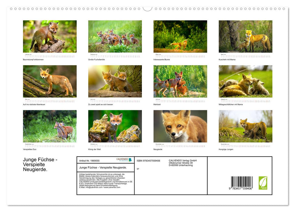 Junge Füchse - Verspielte Neugierde. (CALVENDO Premium Wandkalender 2026)