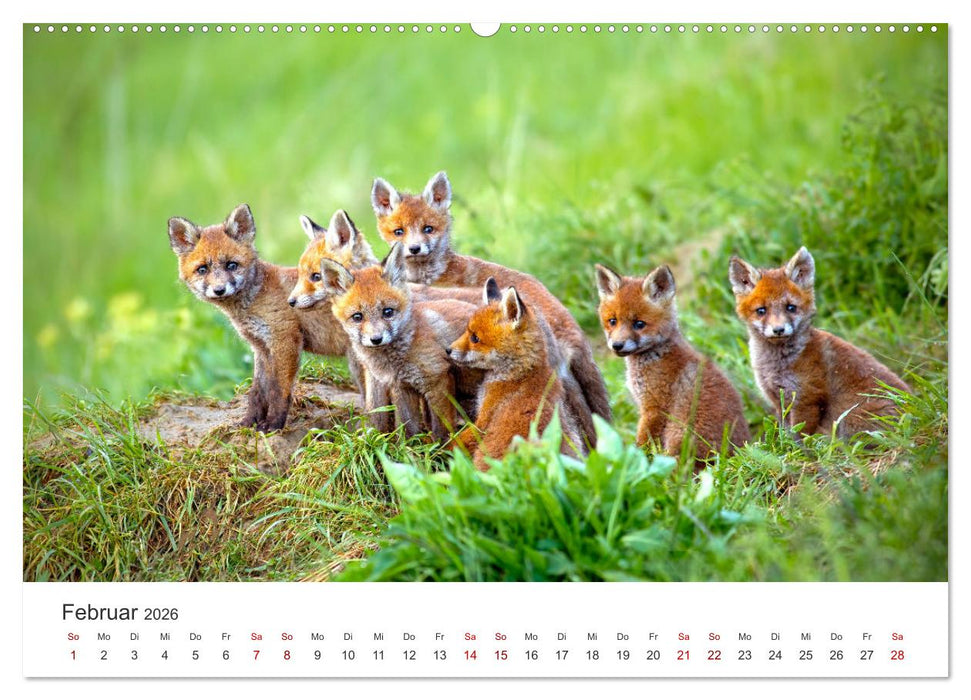 Junge Füchse - Verspielte Neugierde. (CALVENDO Premium Wandkalender 2026)