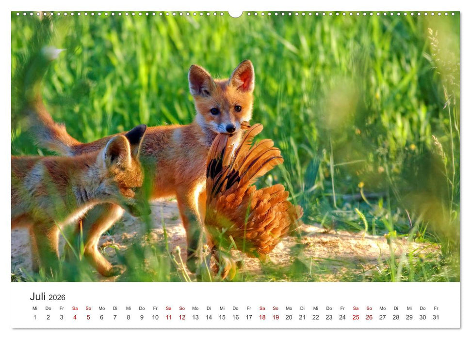 Junge Füchse - Verspielte Neugierde. (CALVENDO Premium Wandkalender 2026)