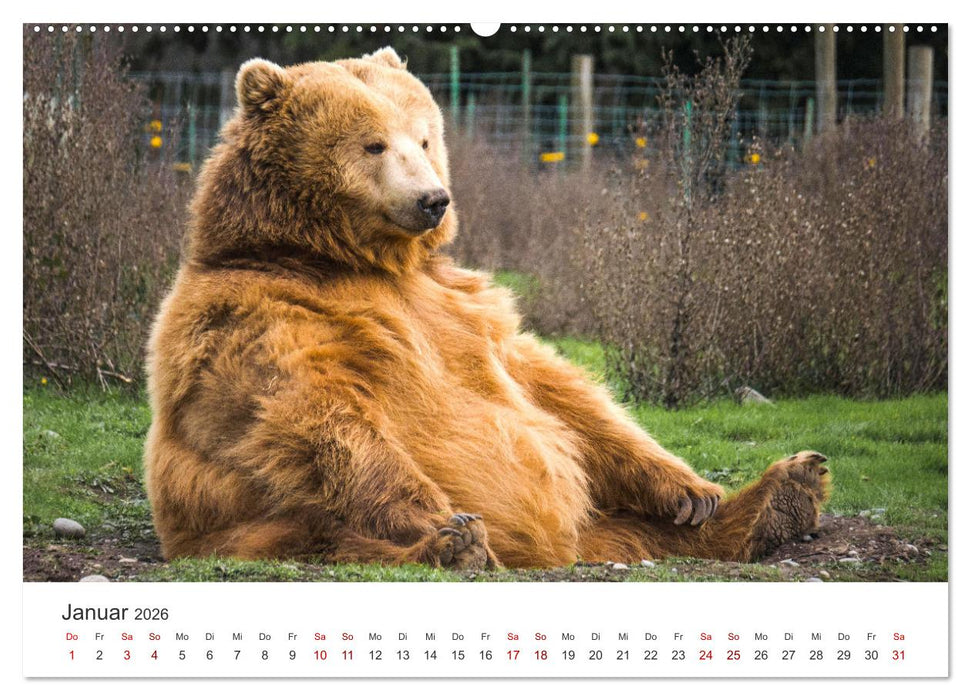 Tierisches Yoga - Eine Tierwelt voller Yogis. (CALVENDO Premium Wandkalender 2026)