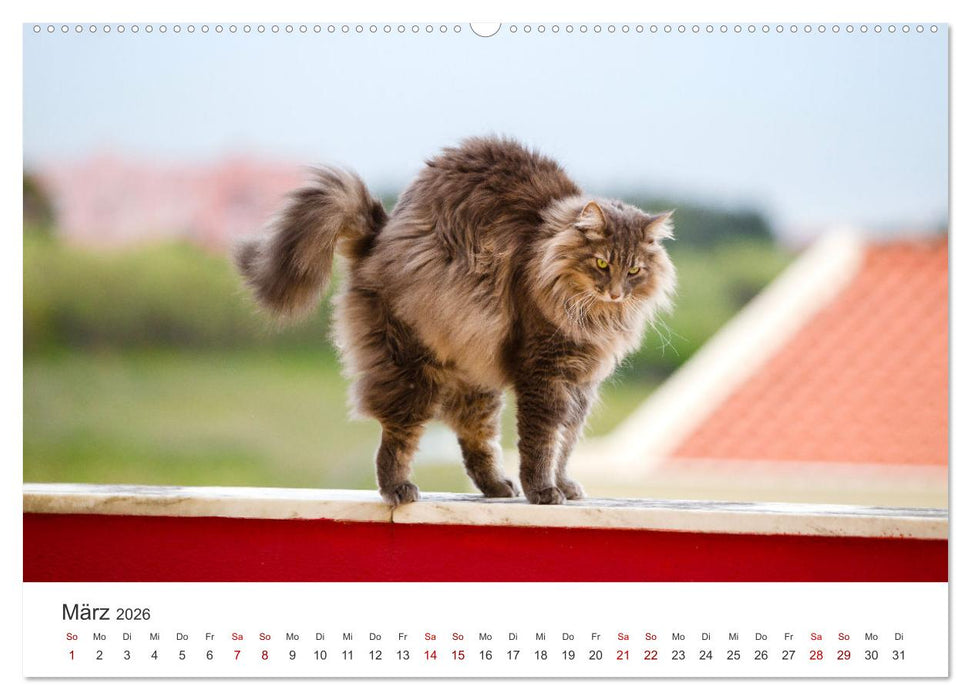 Tierisches Yoga - Eine Tierwelt voller Yogis. (CALVENDO Premium Wandkalender 2026)