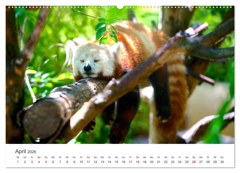 Tierisches Yoga - Eine Tierwelt voller Yogis. (CALVENDO Premium Wandkalender 2026)
