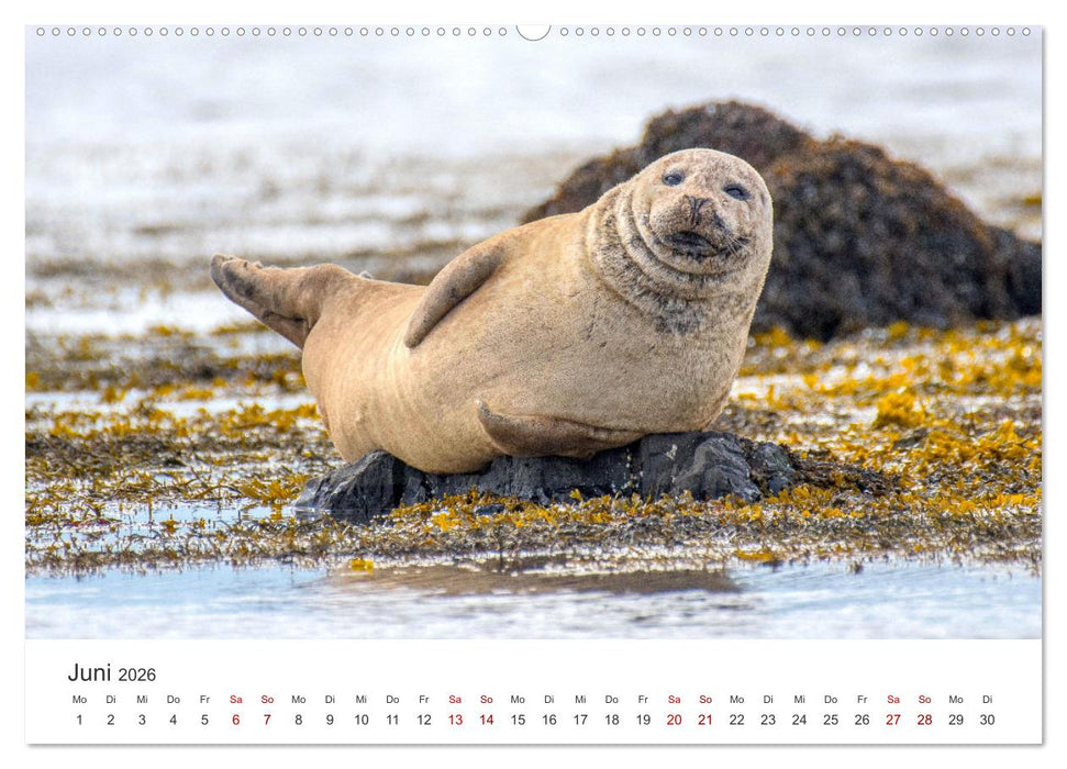 Tierisches Yoga - Eine Tierwelt voller Yogis. (CALVENDO Premium Wandkalender 2026)