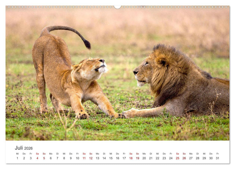 Tierisches Yoga - Eine Tierwelt voller Yogis. (CALVENDO Premium Wandkalender 2026)