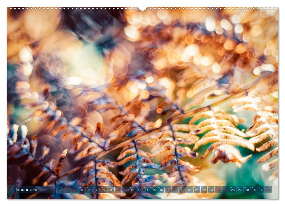 Farne vom Licht umtanzt (CALVENDO Wandkalender 2026)