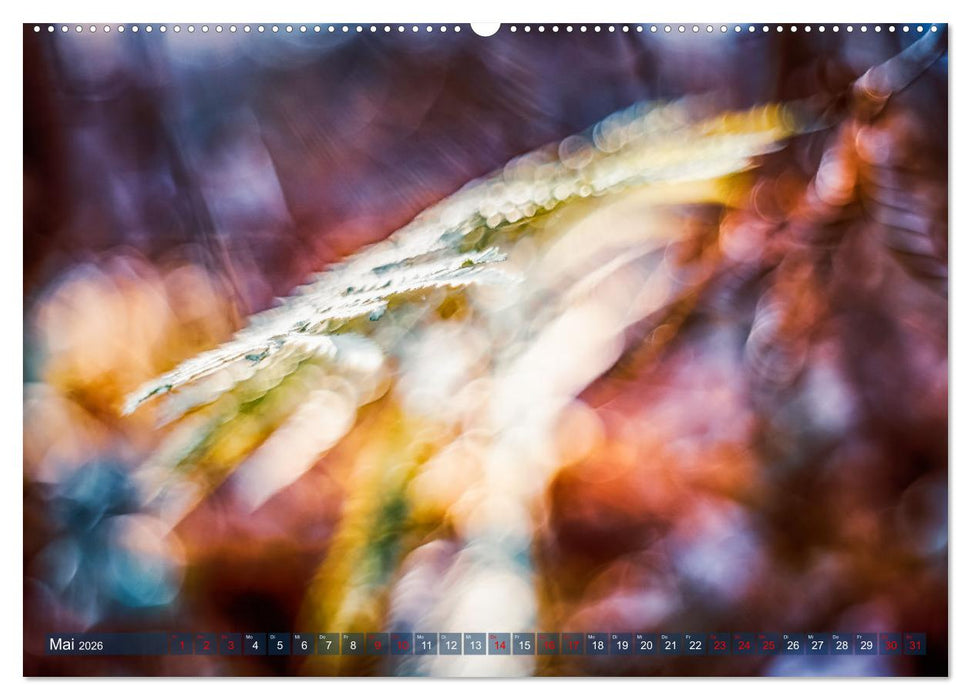 Farne vom Licht umtanzt (CALVENDO Wandkalender 2026)