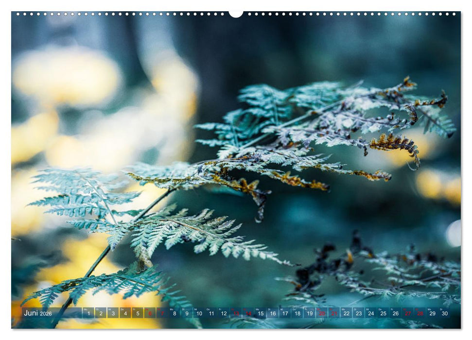 Farne vom Licht umtanzt (CALVENDO Wandkalender 2026)